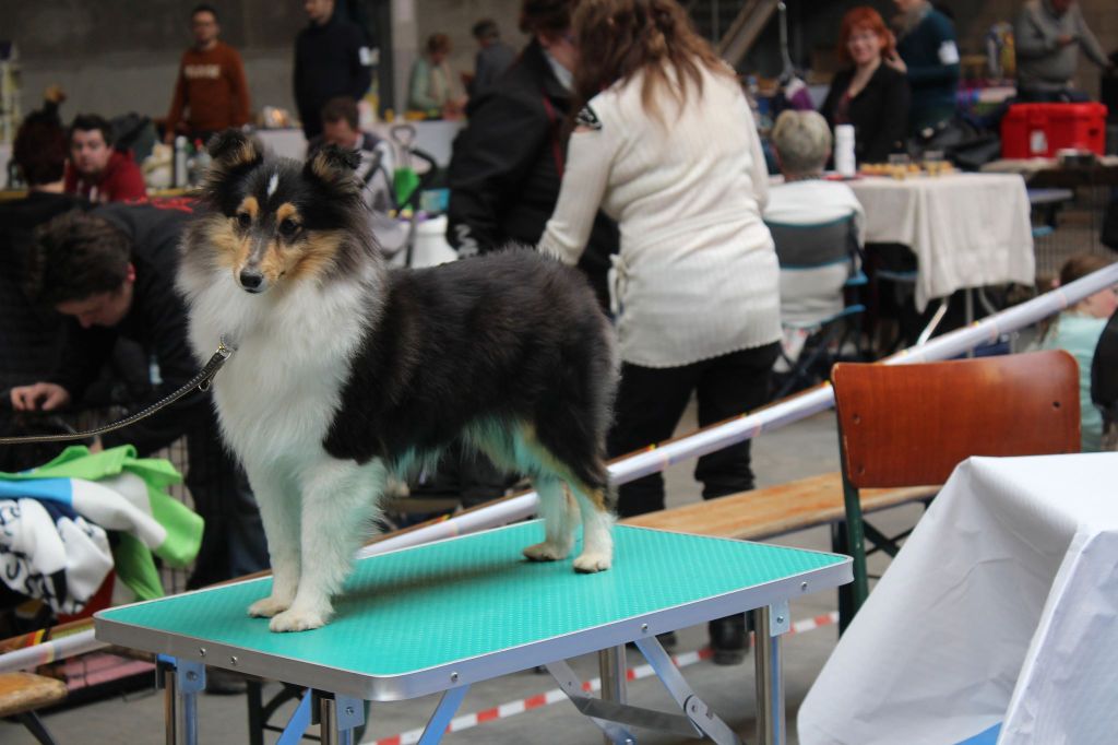 D'Ambre et d'ébène - 1 mars 2020 , 4ème open spring dogshow Herve