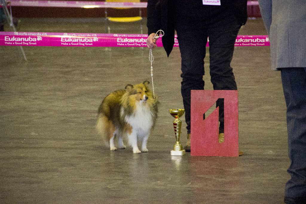 D'Ambre et d'ébène - Pearl of Happiness obtient le titre de champion jeune du Luxembourg